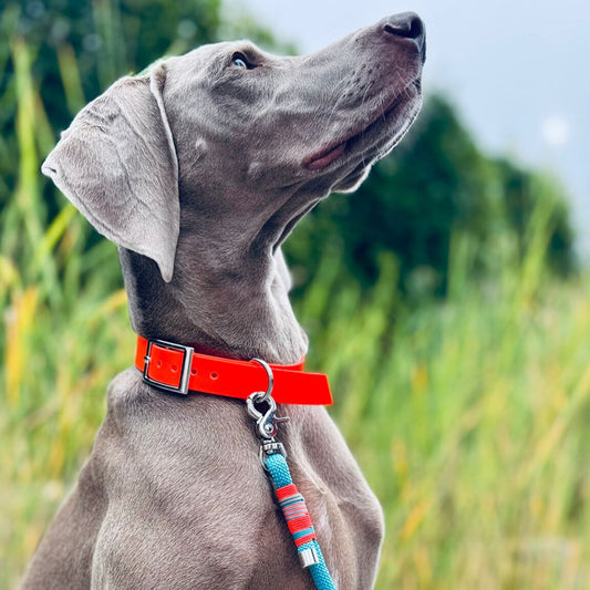 ZANDVOORT – Leine gut, alles gut