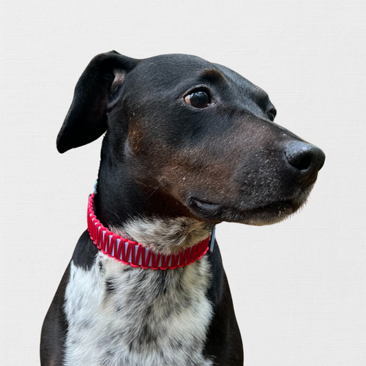 AMSTERDAM - Bärbel rocks die Gracht