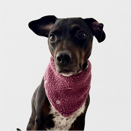 FIRLEFANZ – Halstuch für Hunde