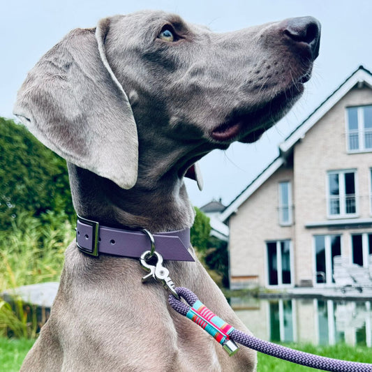 LISSABON – Hauptsache angeleint