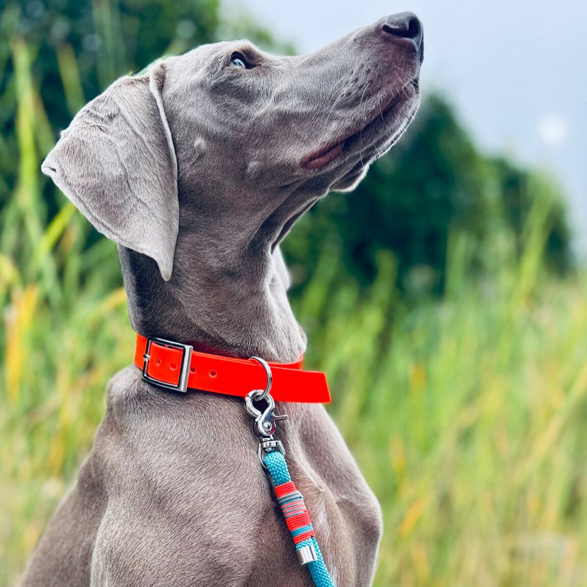 ZANDVOORT – Leine gut, alles gut