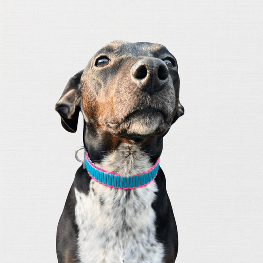 ZANDVOORT - hat Bärbel am Hals